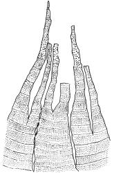 Campylopodium lineare, peristome detail. Drawn from W. Bell 618, CHR 515999.
 Image: R.C. Wagstaff © Landcare Research 2018 